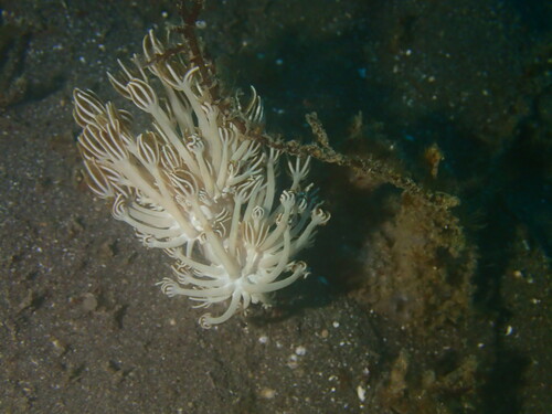 Unomia stolonifera observed 2023-11-02