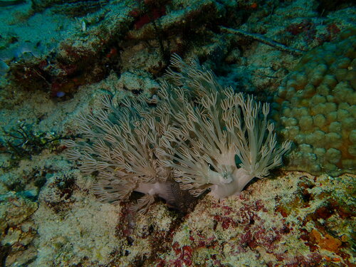 Unomia stolonifera observed 2023-11-05