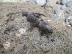 Tarentola gomerensis