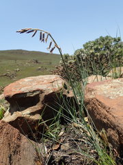 Dipcadi rigidifolium