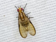 Sapromyza fuscocostata