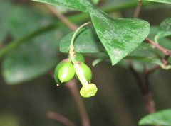Wikstroemia nutans