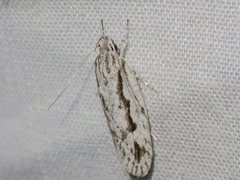 Eulechria xeropterella