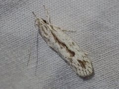 Eulechria xeropterella