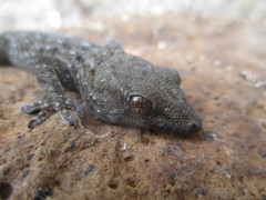 Tarentola gomerensis