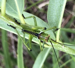 Neobarrettia spinosa