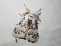 Iropoca rotundata