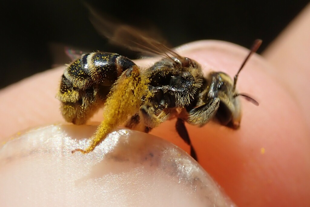 Andrena leucolippa