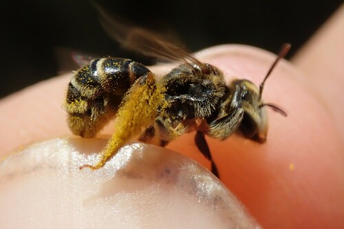 Andrena leucolippa