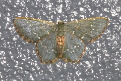 Chloropteryx