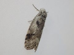 Lichenaula choriodes