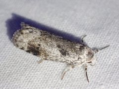 Lichenaula choriodes