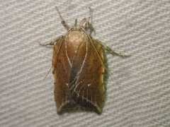 Arachnographa micrastrella