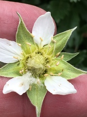 Farinopsis salesoviana