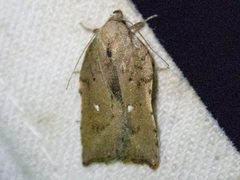 Arachnographa micrastrella