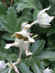 Farinopsis salesoviana