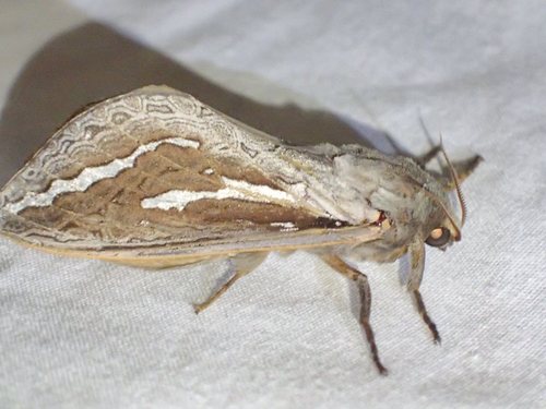 Labyrinthine Ghost Moth