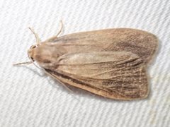 Scoliacma pactolias