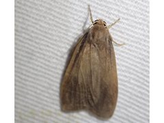 Scoliacma pactolias