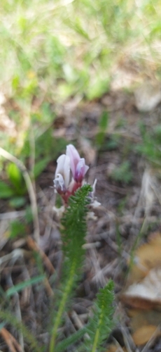 Image of Oxytropis myriophylla by (c) Ochirnima Nimaev, some rights reserved (CC BY)