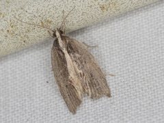 Archaereta dorsivittella