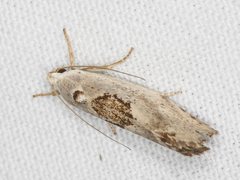 Tymbophora peltastis