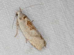 Tymbophora peltastis