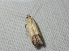 Tachystola stenoptera