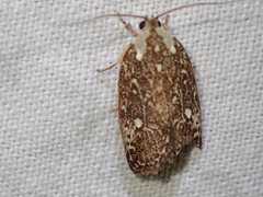 Euchaetis metallota