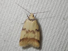 Heteroteucha anthodora