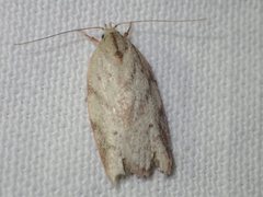 Euchaetis inceptella