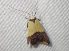 Hemibela oxyptera