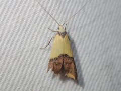 Hemibela oxyptera