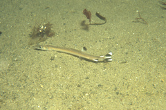 Forster's Sandfish photo 3