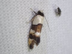 Euphiltra eroticella