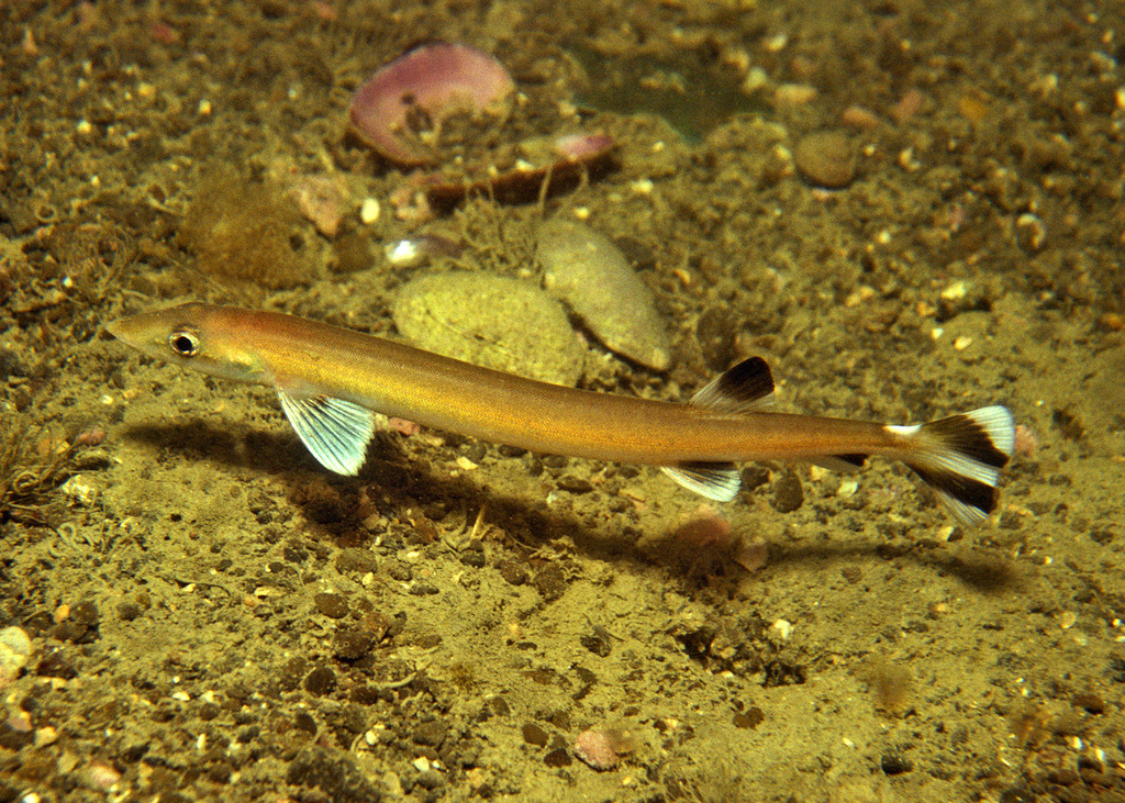 Forster's Sandfish