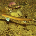 Forster's Sandfish - Photo (c) Malcolm Francis, some rights reserved (CC BY-NC), uploaded by Malcolm Francis