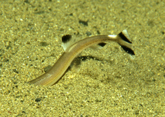 Forster's Sandfish photo 4
