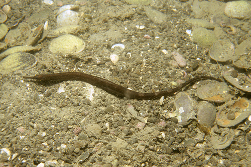 Pipefish (Leptonotus elevatus) — Syngnathidae — 5