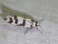 Philobota impletella