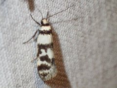 Philobota impletella