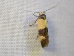 Antipterna euanthes