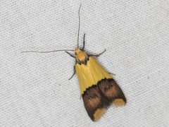 Hemibela oxyptera