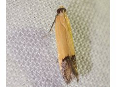 Tachystola stenoptera