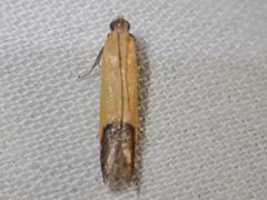 Tachystola stenoptera