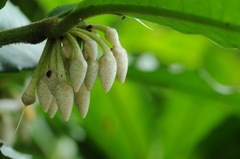 Primulaceae