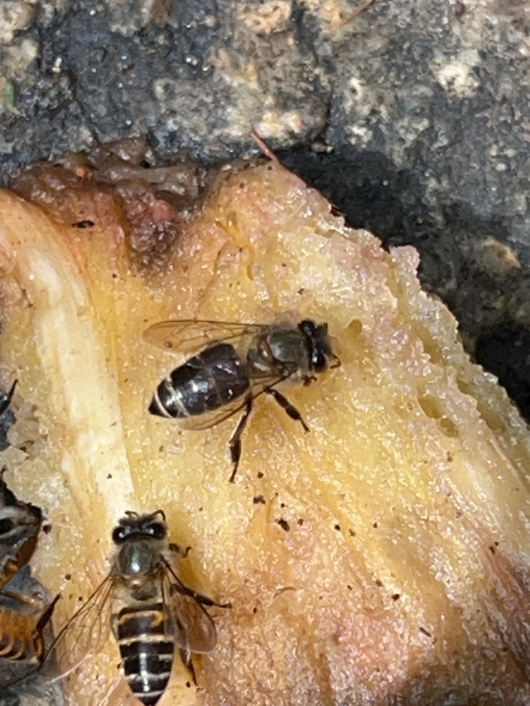 Indian black honey bee