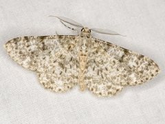 Thallogama corticola