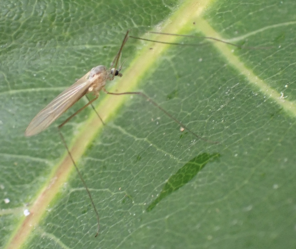 Cheilotrichia cinerascens