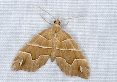 Chaetolopha leucophragma